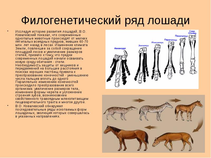 Какие органы изображены на рисунке в чем заключается их сходство и отличие к каким