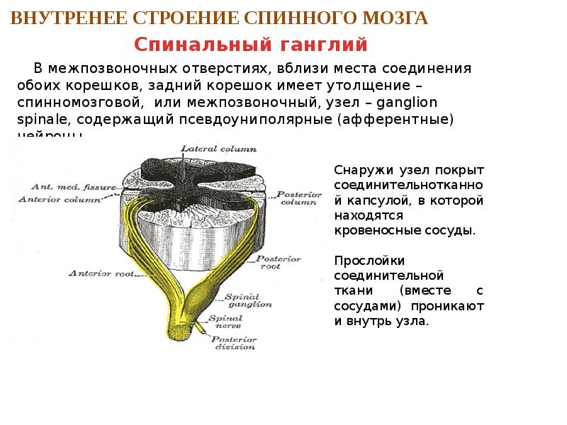 Спинальный ганглий фото