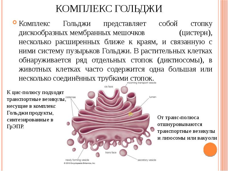 Описать органоиды рибосомы комплекс гольджи по плану