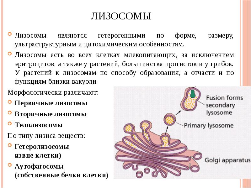 Образование лизосом рисунок