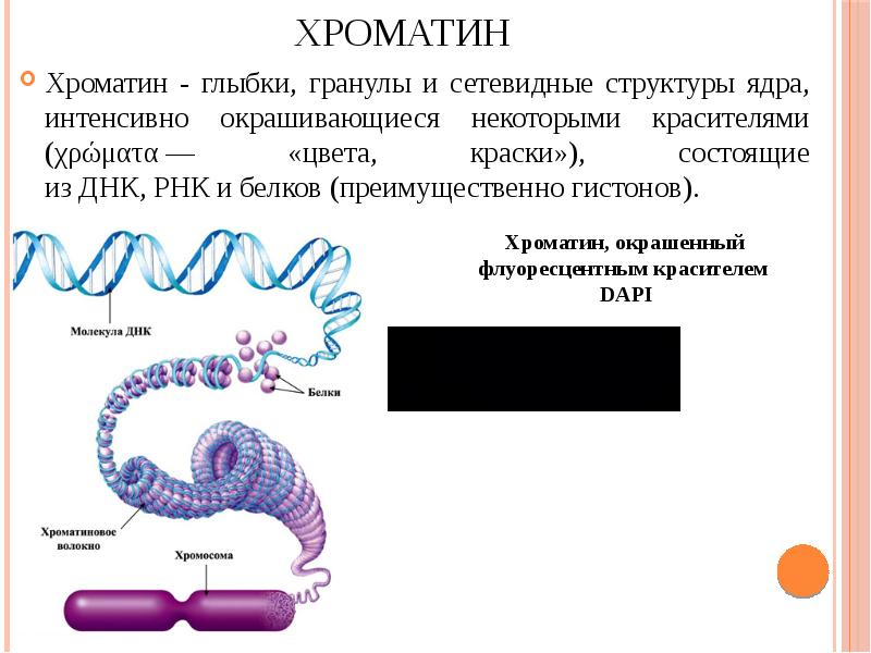 Что собой представляет хроматин