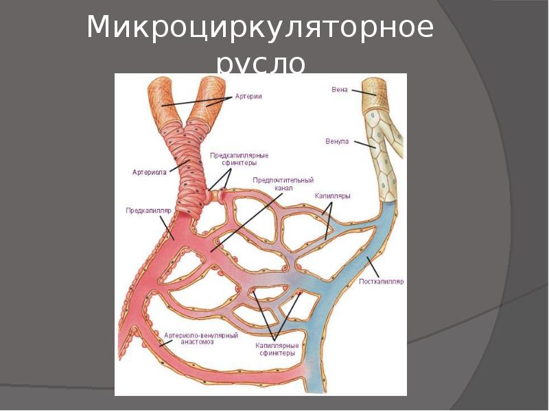 Артерия и вена