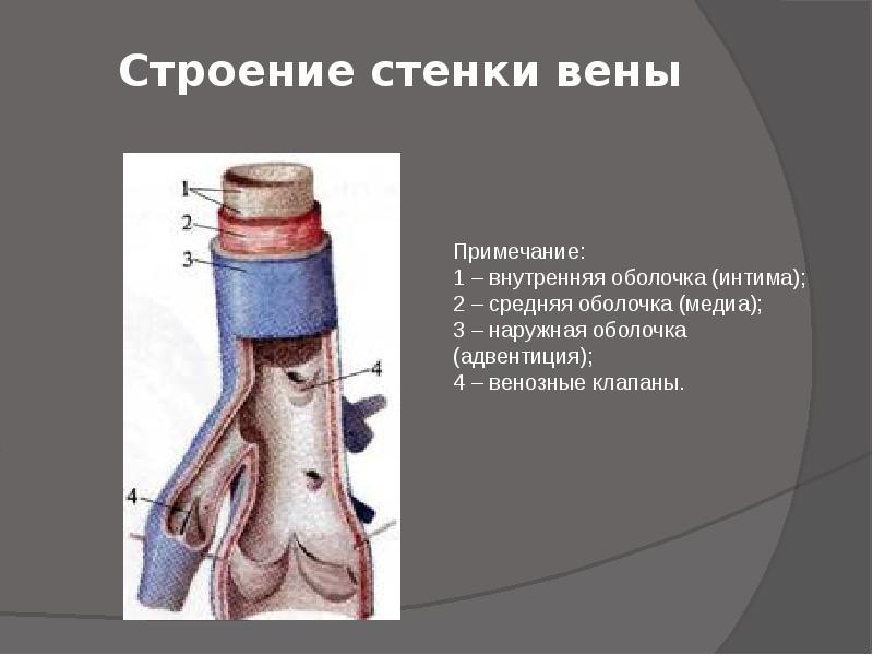 Вены общий план строения