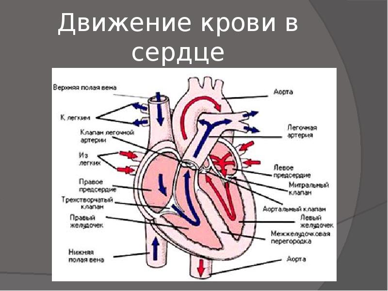 Печень движение крови