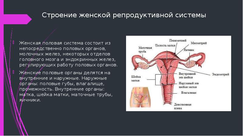 Что составляет репродуктивной системы человека