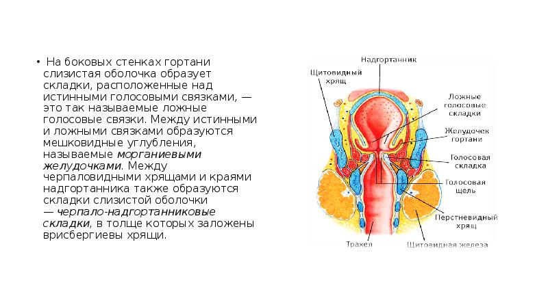 Гортань презентация анатомия
