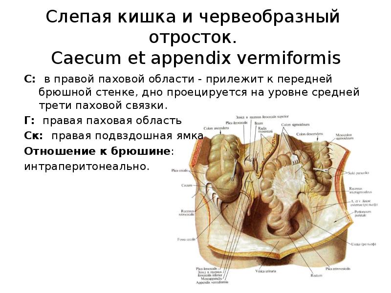 Проекция слепой кишки