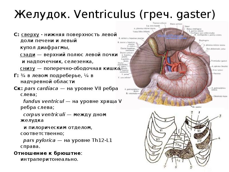 Какие анатомические образования имеются на внутренней поверхности стенок ventriculus sinister