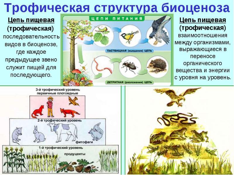 На рисунке показаны схемы пищевой цепи и экосистем