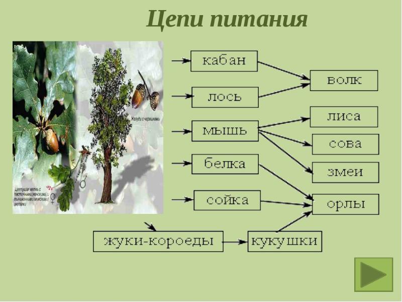 Цепь питания 7 класс биология схема