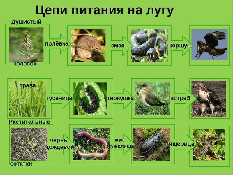 Экосистема краснодарского края презентация