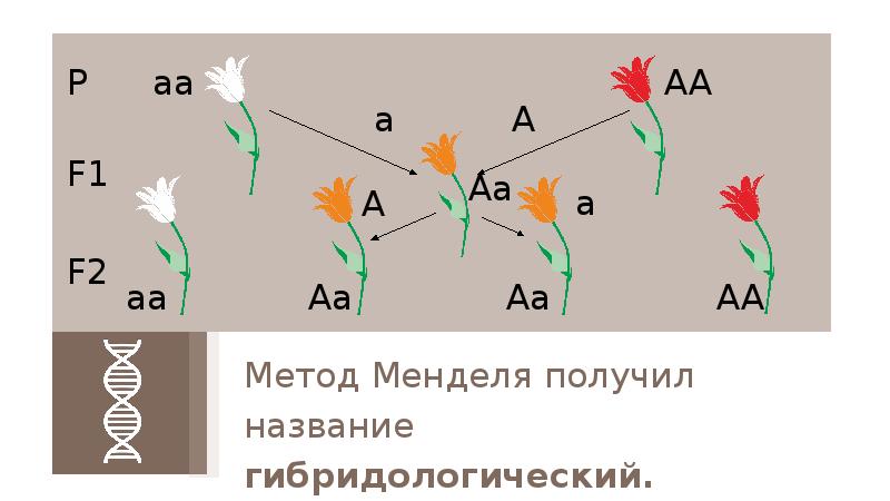 Картинка гибридологический метод