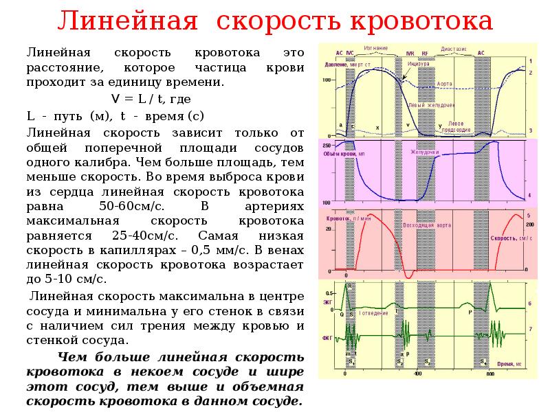 Линейная скорость кровотока в артериях