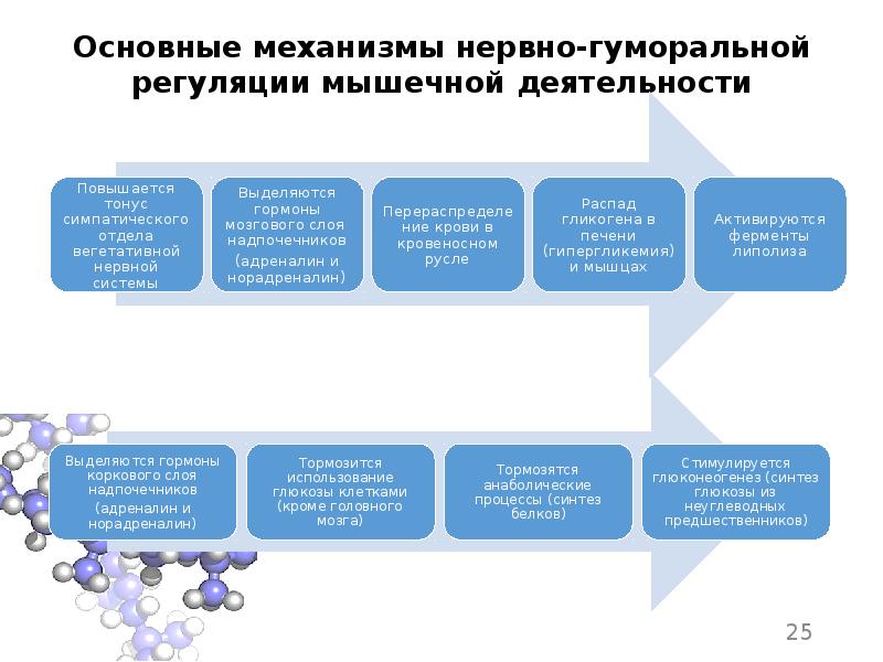 Биохимические основы работоспособности презентация