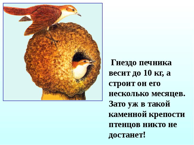 Как птицы заботятся о своем потомстве 7 класс проект