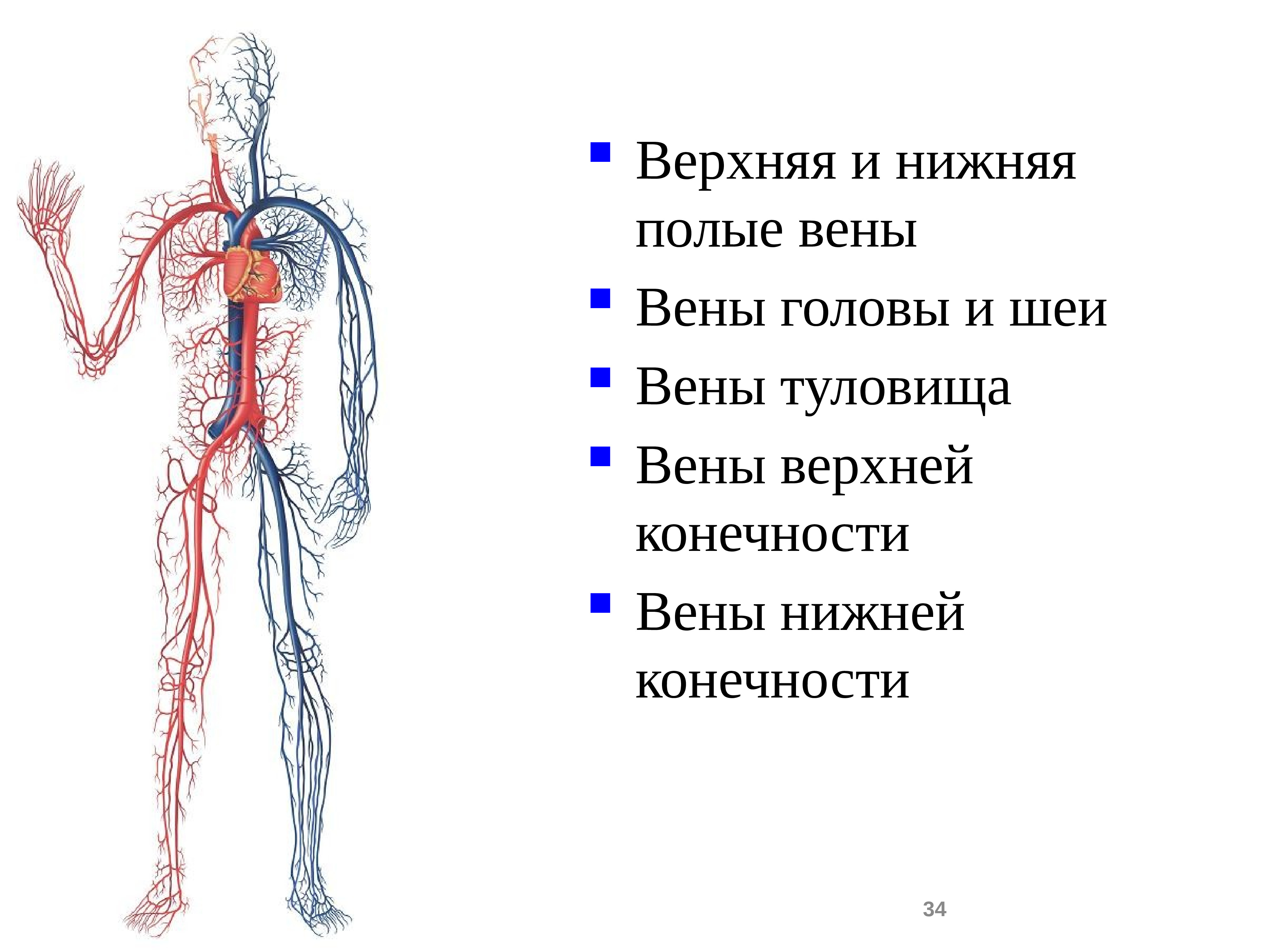 Нижняя полая вена образуется. Система верхней и нижней полых вен. Вены анатомия верхняя полая Вена. Кровеносная система человека нижняя полая Вена. Верхняя полая Вена и нижняя полая Вена.