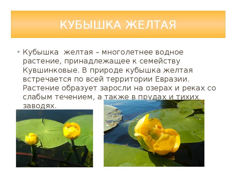 Растения крыма занесенные в красную книгу с фото и описанием