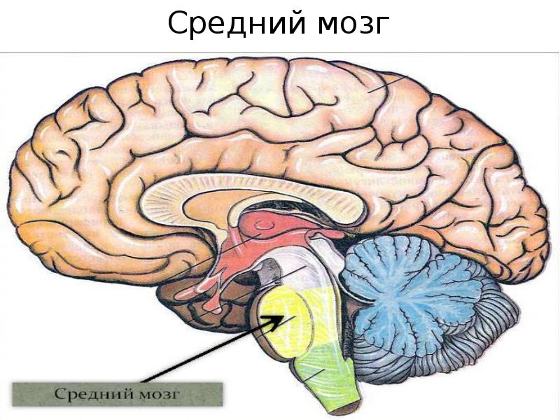 Презентация на тему средний мозг - 93 фото