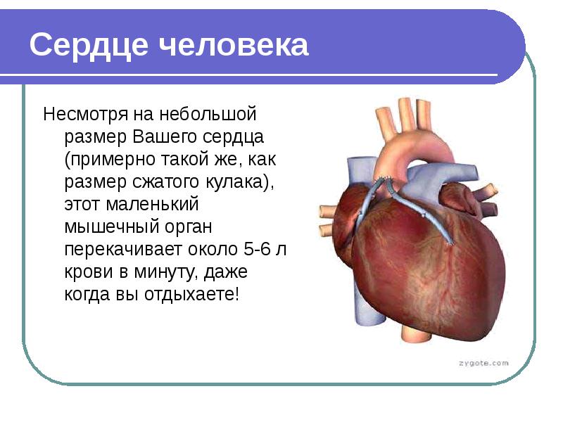 Проект сердце человека