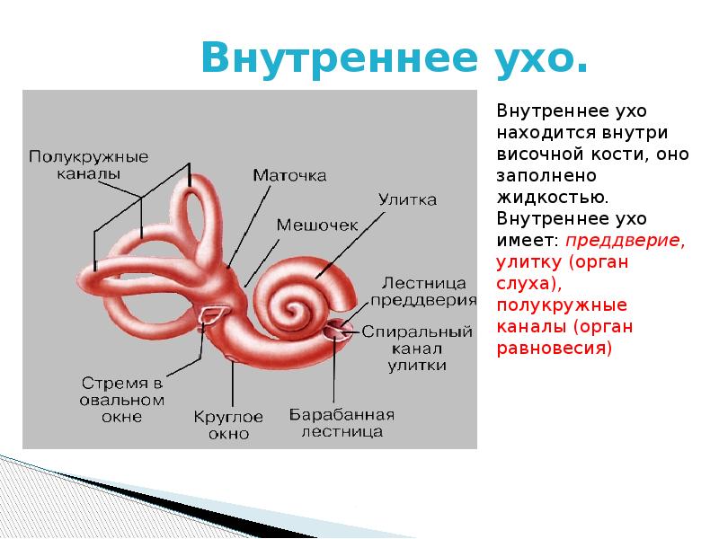 Жидкость полукружного канала. Внутреннее ухо преддверие полукружные каналы. Маточка и мешочек внутреннего уха. Полукружные каналы уха. Внутреннее ухо орган равновесия строение.