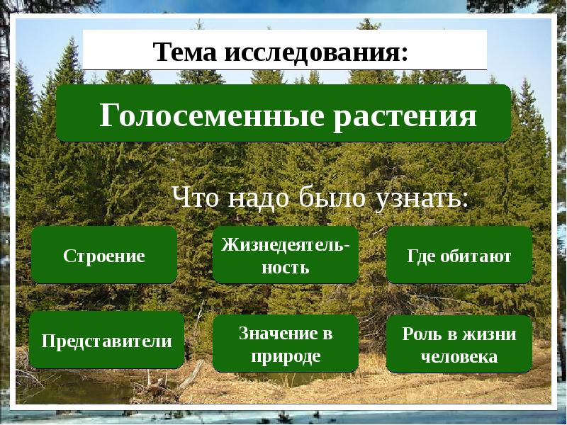 Изучение строения голосеменных растений. Жизненные формы голосеменных. Среда обитания голосеменных растений. Вопросы по теме Голосеменные растения. Жизненные формы голосеменных растений 5 класс.