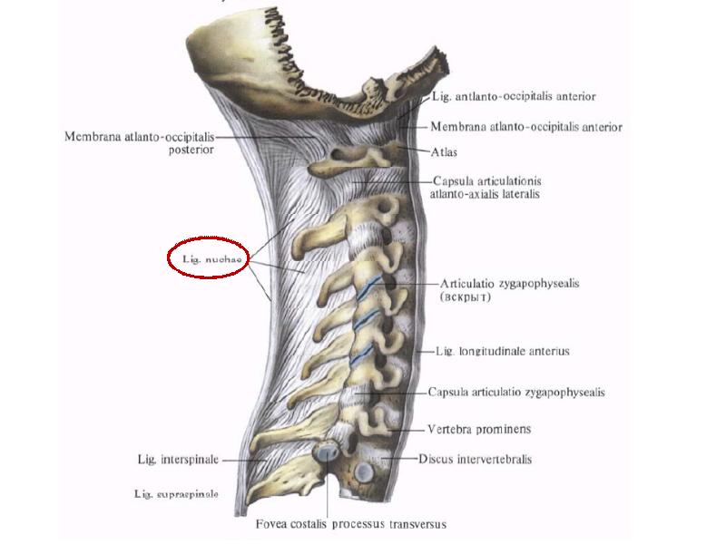 Соединение костей туловища. Articulatio lumbosacralis классификация. Art. Lumbosacralis.. Articulationes columnae vertebralis.