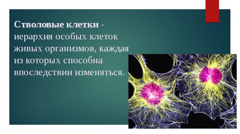 Каждая клетка живых. Иерархия стволовые клетки. Стволовые клетки история открытия. Самая крупная Живая клетка. 7. Гибель клеток, участков тканей, части органа в живом организме..