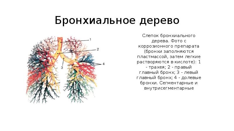 Бронхиальное дерево