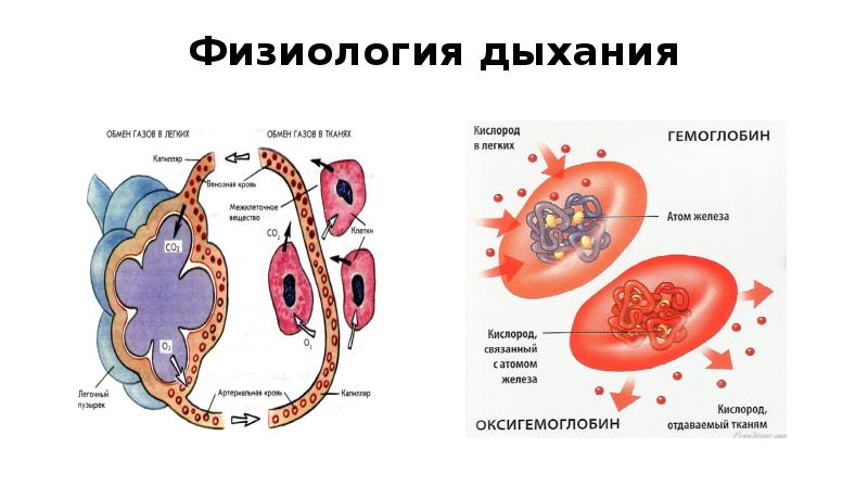 Физиология дыхания