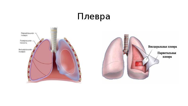 Какой цифрой на рисунке обозначена пристеночная плевра