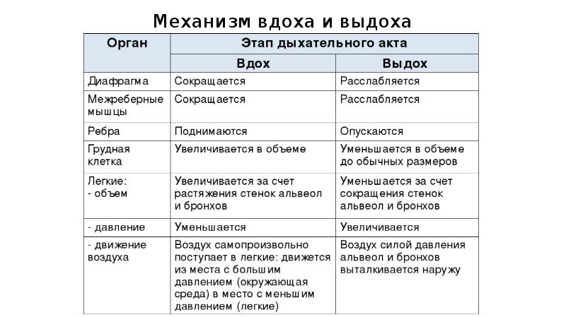 Механизм вдоха и выдоха