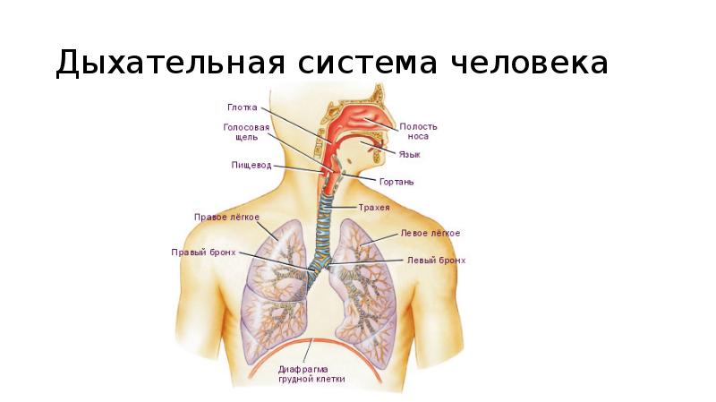 Человек дыхание человека 3 класс 8 вид презентация