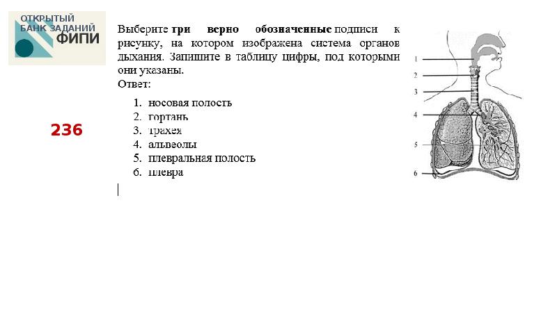 Дыхательная система презентация 3 класс