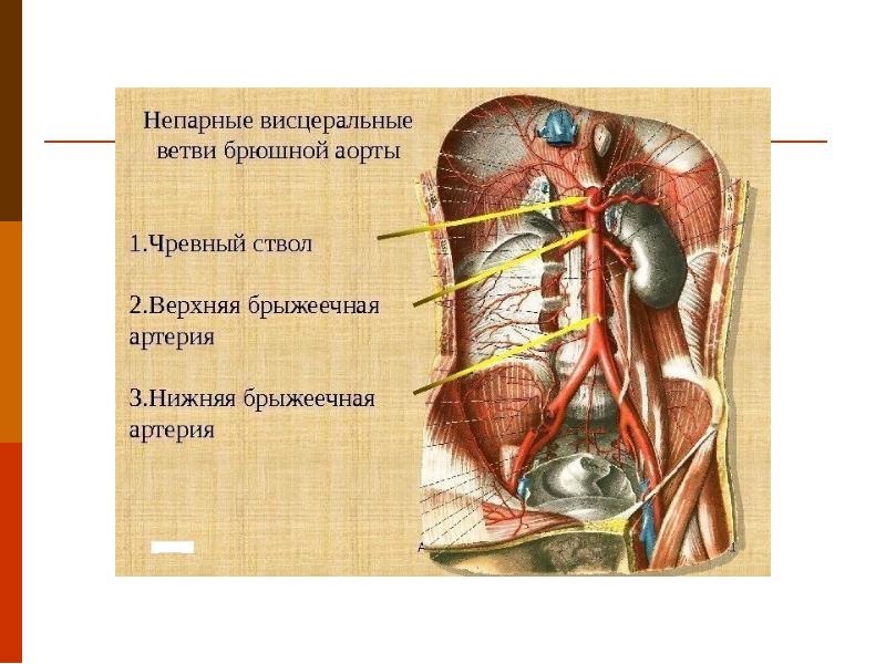 Аорта презентация по анатомии