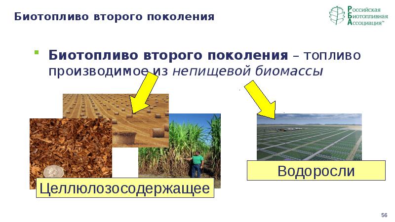 Презентация биотопливо из водорослей