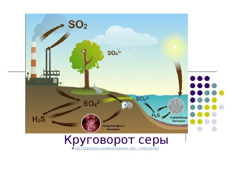 Круговорот серы презентация