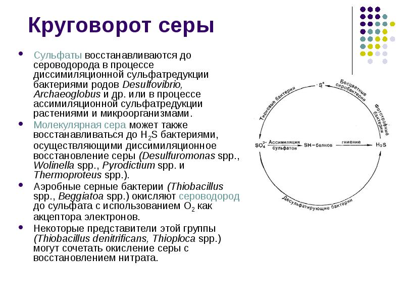 Круговорот серы в природе презентация