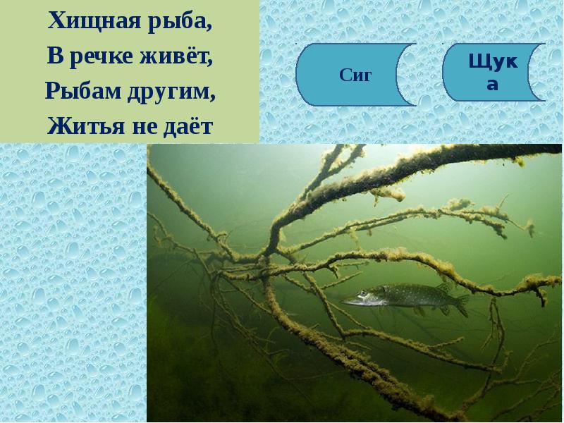 Река жила. В реке живет 1 класс. В реке живет 1 класс 4 часть. Сколько лет может прожить река. Река кто живет в реке.