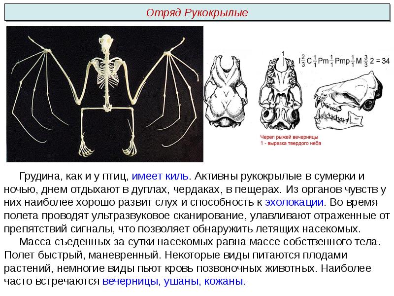 Насекомые презентация пименов