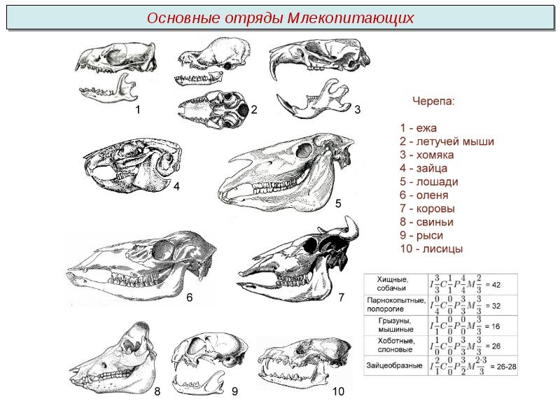 Млекопитающие презентация пименов