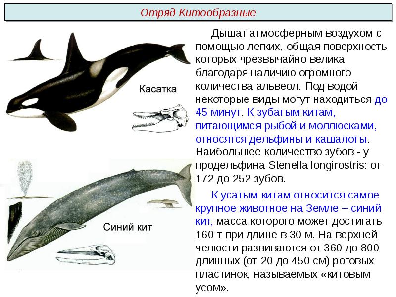 Представители китообразных. Отряд китообразные представители. Признаки отряда китообразные. Китообразные таблица. Характеристика отряда китообразные.