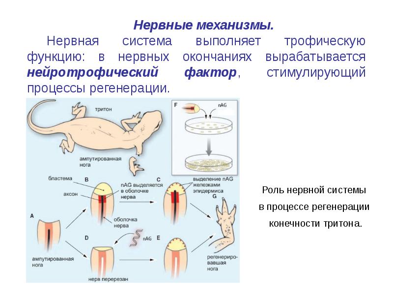 Регенерация физиологическая и патологическая презентация