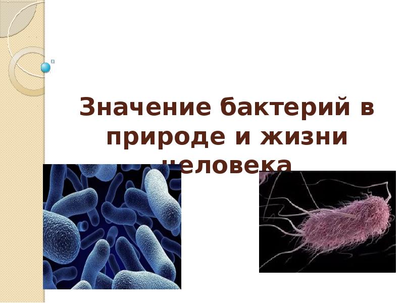 Сообщение на тему бактерии в природе. Бактерии в природе. Бактерии в природе и жизни человека. Бактерии в жизни человека. Значение микроорганизмов в природе.