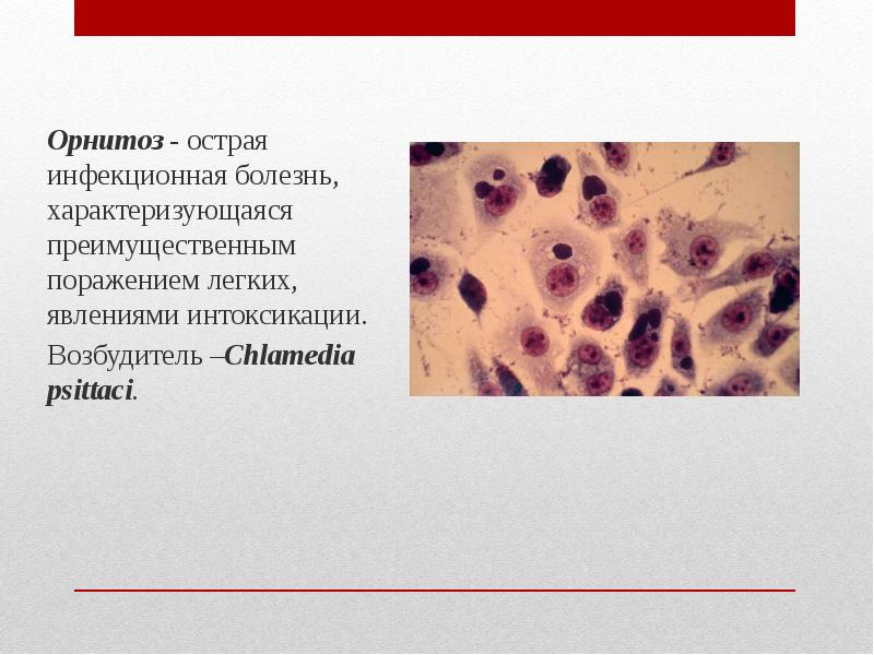 Острая инфекционная болезнь характеризующаяся. Возбудитель орнитоза микробиология. Хламидии возбудитель орнитоза\. Орнитоз инфекционные болезни. Орнитоз возбудитель болезни.