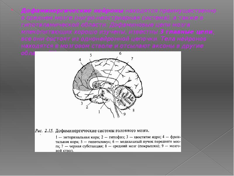 Дофаминергическая система презентация