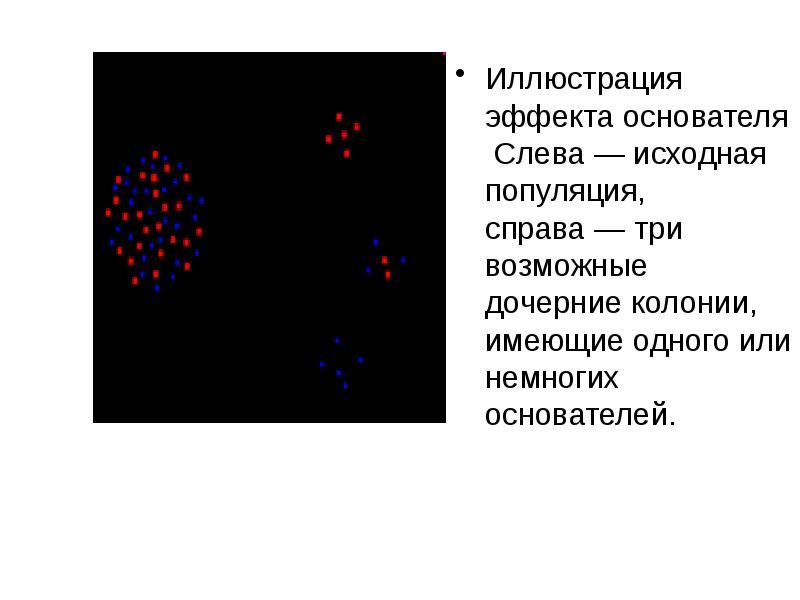 Эффект основателя в эволюции. Эффект основателя популяции. эффект основателя или родоначальника. эффект основателя примеры.