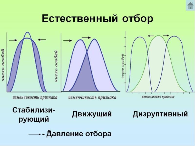 Определите какой эволюционный процесс изображен на схеме что является движущими силами факторами