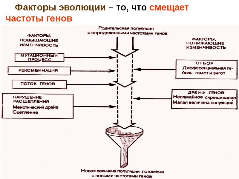 Составьте схему эволюционные факторы