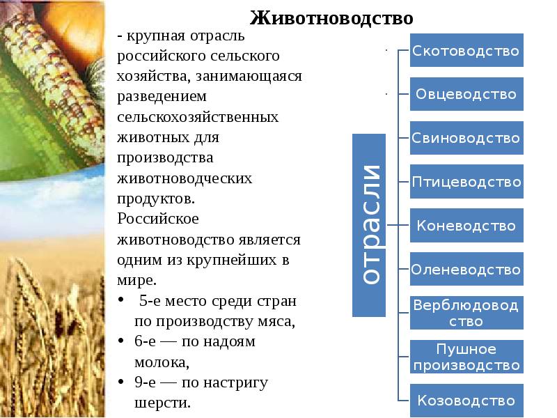 Ведущая отрасль животноводства в странах североевропейского типа