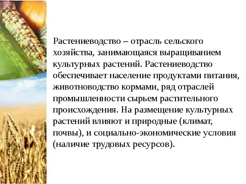 Растениеводство отрасли. Отрасли растениеводства. Отрасли растениеводства в России. Растениеводство это отрасль сельского хозяйства которая занимается. Отрасль сельского хозяйства занимающаяся возделыванием культурных.